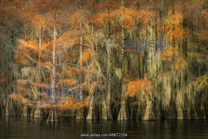 : Autumn colors on Caddo Lake, Texas. Worlds largest bald : Autumn colors on Caddo Lake, Texas. Worlds largest bald