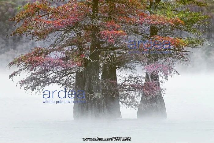 : Autumn colors on Caddo Lake, Texas. Worlds largest bald : Autumn colors on Caddo Lake, Texas. Worlds largest bald