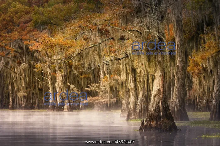 : Autumn colors on Caddo Lake, Texas. Worlds largest bald : Autumn colors on Caddo Lake, Texas. Worlds largest bald