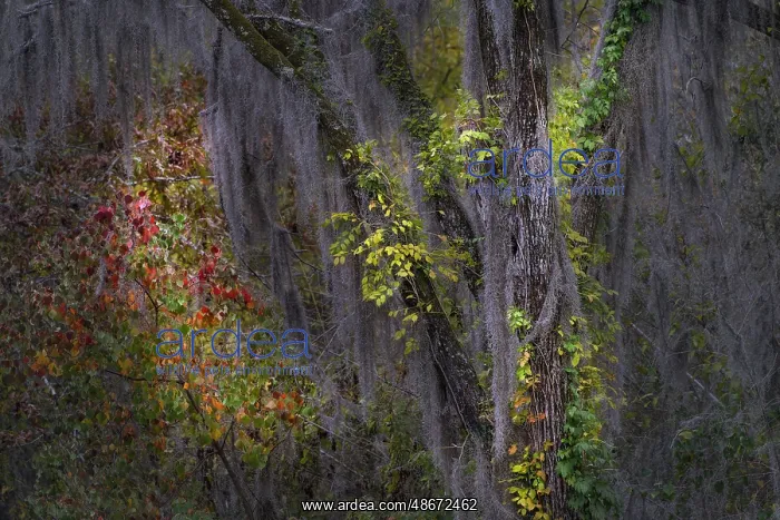 : Autumn colors on Caddo Lake, Texas. Worlds largest bald : Autumn colors on Caddo Lake, Texas. Worlds largest bald