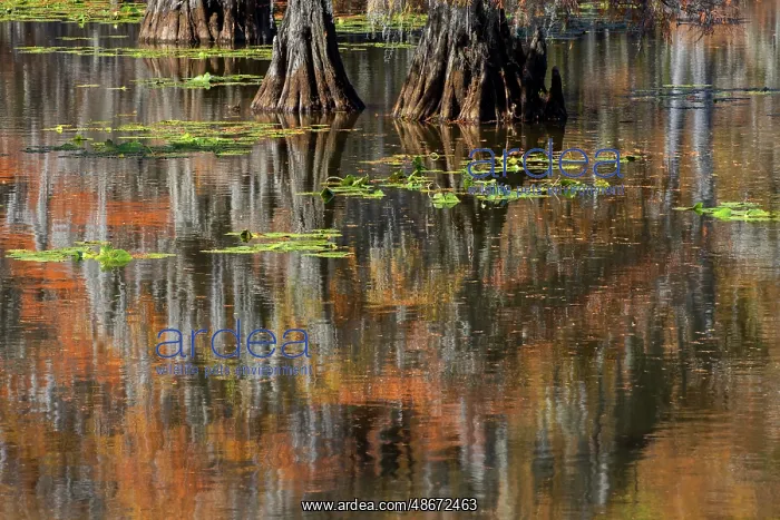 : Autumn colors on Caddo Lake, Texas. Worlds largest bald : Autumn colors on Caddo Lake, Texas. Worlds largest bald