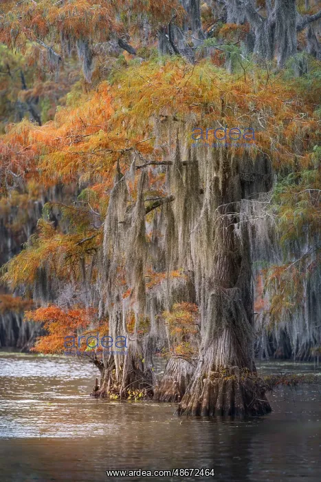 : Autumn colors on Caddo Lake, Texas. Worlds largest bald : Autumn colors on Caddo Lake, Texas. Worlds largest bald