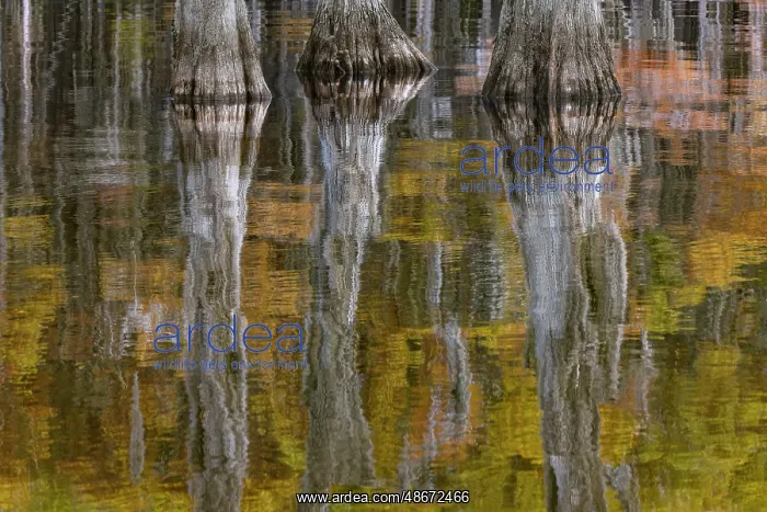 : Autumn colors on Caddo Lake, Texas. Worlds largest bald : Autumn colors on Caddo Lake, Texas. Worlds largest bald