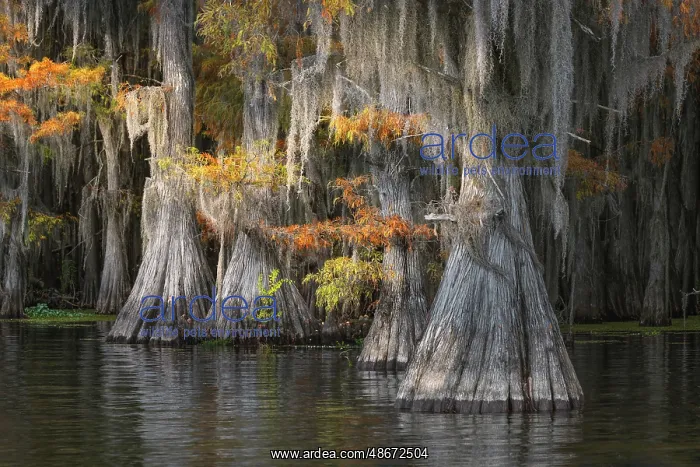 : Autumn colors on Caddo Lake, Texas. Worlds largest bald : Autumn colors on Caddo Lake, Texas. Worlds largest bald