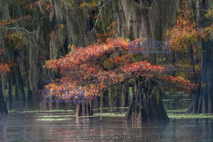 : Autumn colors on Caddo Lake, Texas. Worlds largest bald : Autumn colors on Caddo Lake, Texas. Worlds largest bald