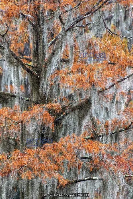 : Autumn colors on Caddo Lake, Texas. Worlds largest bald : Autumn colors on Caddo Lake, Texas. Worlds largest bald