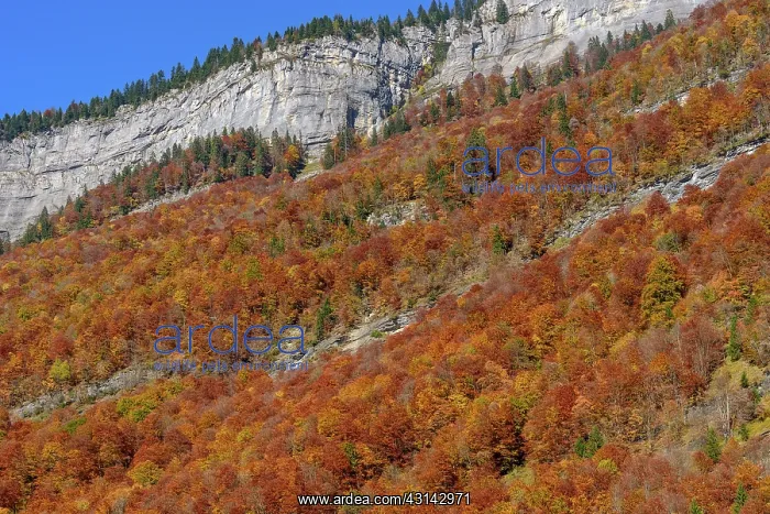: Autumn colors in the Cirque du Fer a Cheval, Haute : Autumn colors in the Cirque du Fer a Cheval, Haute