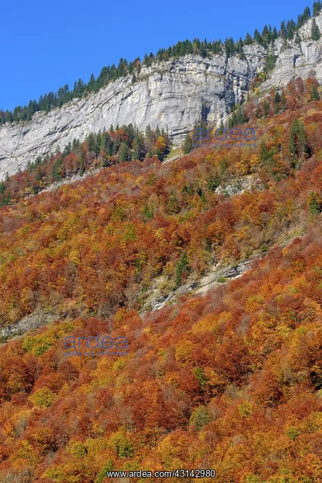 : Autumn colors in the Cirque du Fer a Cheval, Haute : Autumn colors in the Cirque du Fer a Cheval, Haute