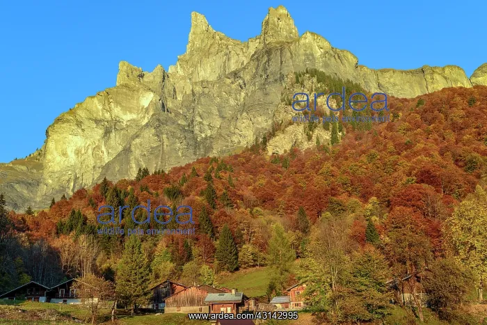 : Autumn colors in the Cirque du Fer a Cheval, Haute : Autumn colors in the Cirque du Fer a Cheval, Haute