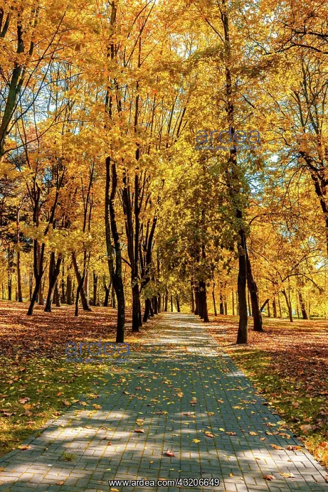 : Autumn colors, fall in park with yellow leaves foliage trees : Autumn colors, fall in park with yellow leaves foliage trees