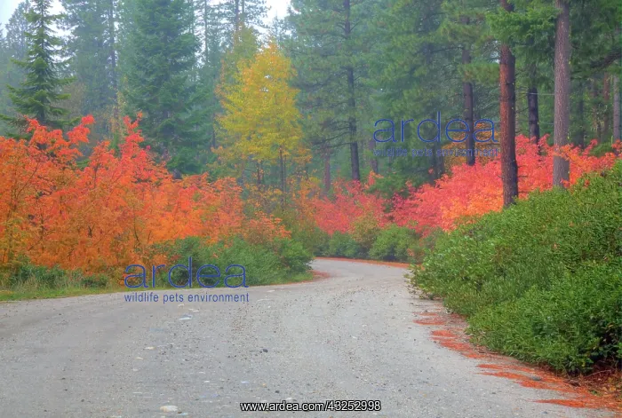 : Autumn colors of forests in The Cascade : Autumn colors of forests in The Cascade