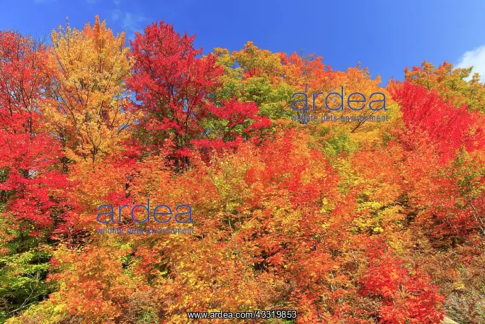 : Autumn colors, Maples (Acer), Indian Summer, Algonquin : Autumn colors, Maples (Acer), Indian Summer, Algonquin