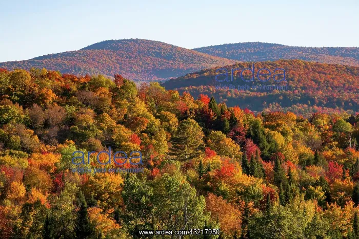 : Autumn colors, mixed Deciduous Coniferous forest : Autumn colors, mixed Deciduous Coniferous forest