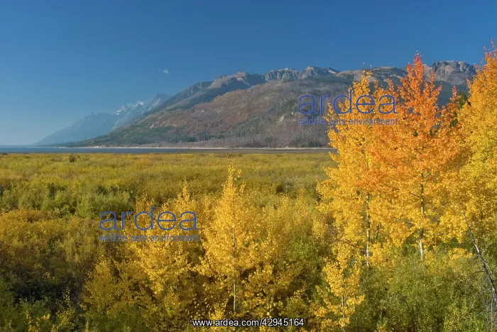 : Autumn colour on aspens : Autumn colour on aspens