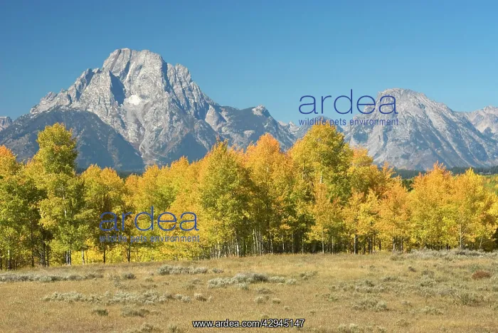 : Autumn colour on aspens with Grand Teton range beyond : Autumn colour on aspens with Grand Teton range beyond