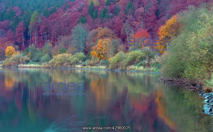 : Autumn Colour - along the banks of the river Weser : Autumn Colour - along the banks of the river Weser