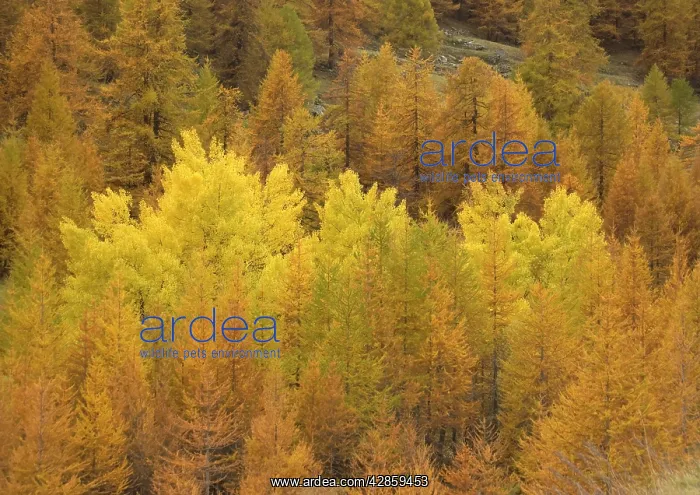 : Autumn colour: Black poplars surrounded by common : Autumn colour: Black poplars surrounded by common