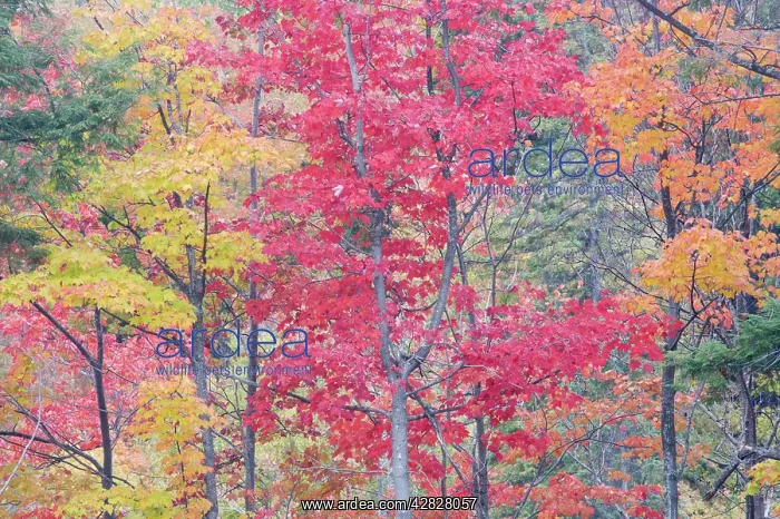 : Autumn Colour - Maple Woodlands : Autumn Colour - Maple Woodlands