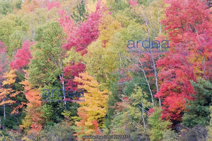  : Autumn Colour - Maple Woodlands