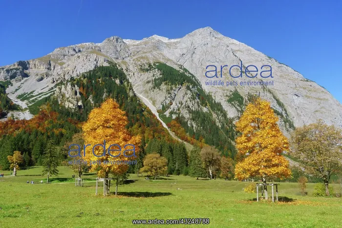 : Autumn-coloured maples (Acer), at Groier Ahornboden : Autumn-coloured maples (Acer), at Groier Ahornboden
