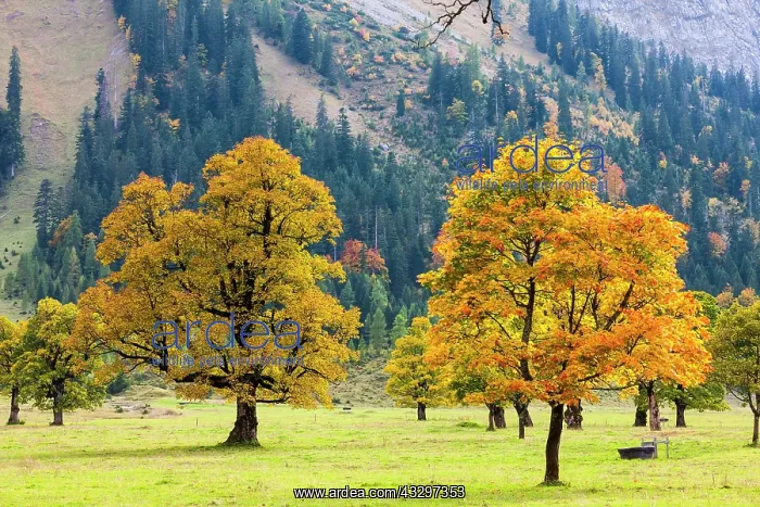 : Autumn colouring, mountain maple (Acer pseudo plantanus) : Autumn colouring, mountain maple (Acer pseudo plantanus)
