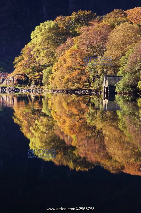 : Autumn colours and Boat houses reflections in Llyn : Autumn colours and Boat houses reflections in Llyn