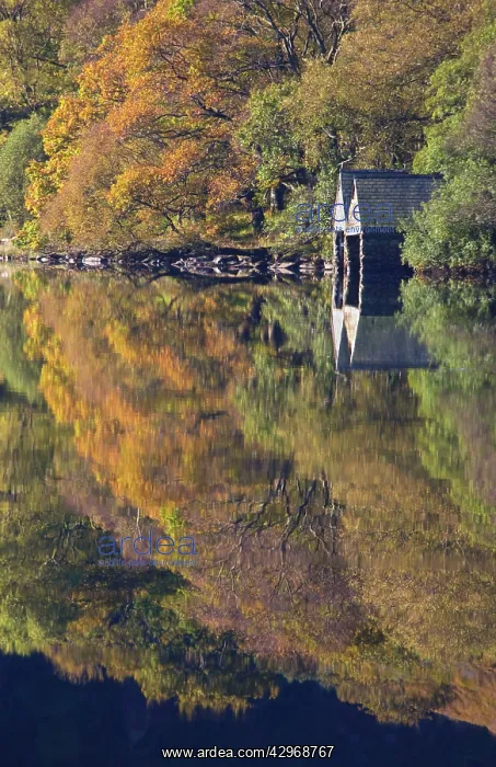 : Autumn colours and Boat houses reflections in Llyn : Autumn colours and Boat houses reflections in Llyn
