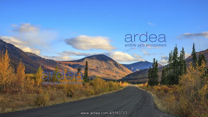 : Autumn colours along the Dempster Highway in the Yukon Territory : Autumn colours along the Dempster Highway in the Yukon Territory
