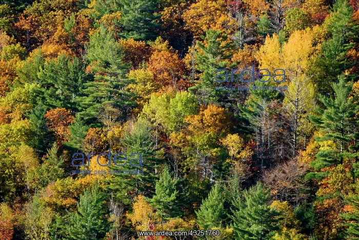 : Autumn colours, Haliburton, Ontario : Autumn colours, Haliburton, Ontario