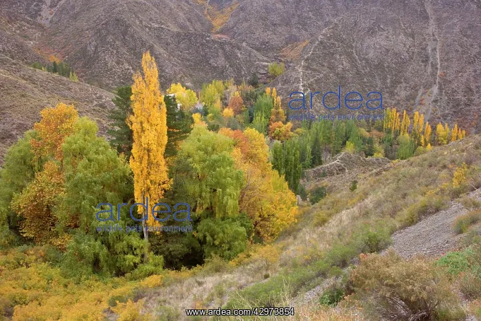 : Autumn colours - trees in autumn foliage grow in : Autumn colours - trees in autumn foliage grow in