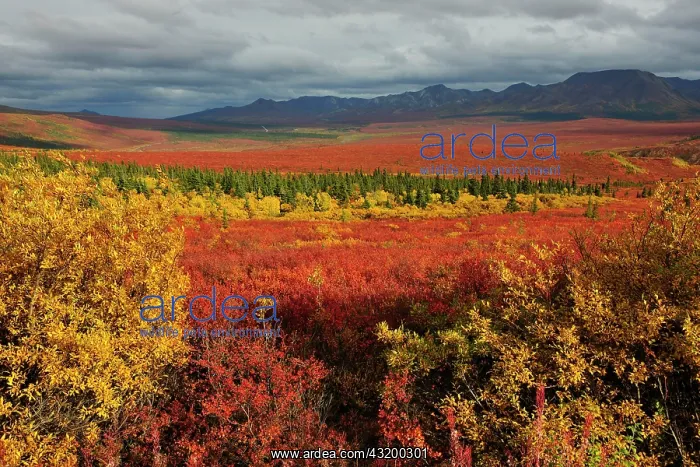 : Autumn colours in the tundra, Denali National Park : Autumn colours in the tundra, Denali National Park