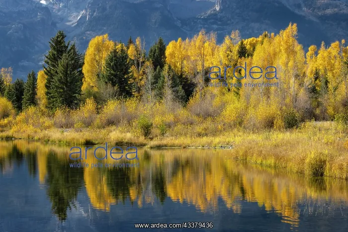 : Autumn cottonwood trees reflecting on beaver pond : Autumn cottonwood trees reflecting on beaver pond