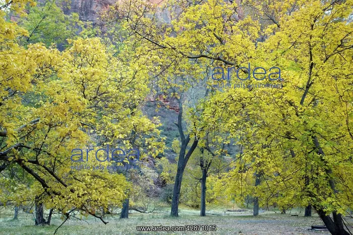 : Autumn in Cottonwoods / poplars and box elders : Autumn in Cottonwoods / poplars and box elders