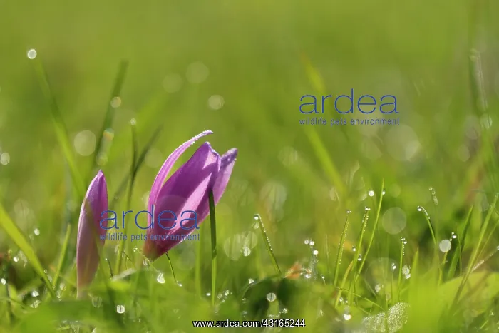 : Autumn Crocus : Autumn Crocus