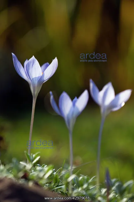 : Autumn Crocus - in blossom - in garden : Autumn Crocus - in blossom - in garden