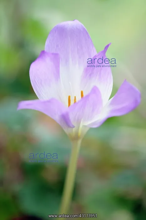 : Autumn crocus, Colchicum Rosy Dawn, Close side : Autumn crocus, Colchicum Rosy Dawn, Close side