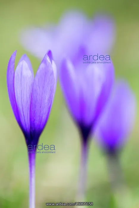 : Autumn crocus (Crocus nudiflorus), Llanes, Asturias : Autumn crocus (Crocus nudiflorus), Llanes, Asturias