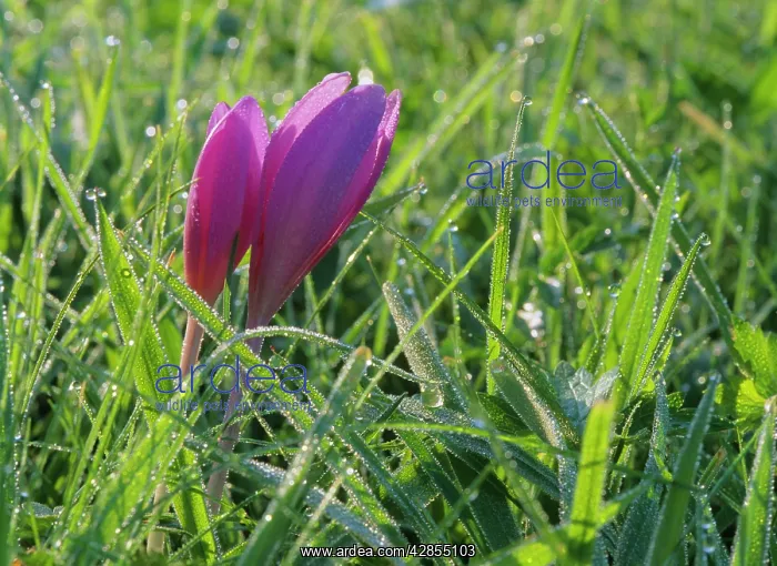 : Autumn crocus - growing on meadow covered with morning dew : Autumn crocus - growing on meadow covered with morning dew