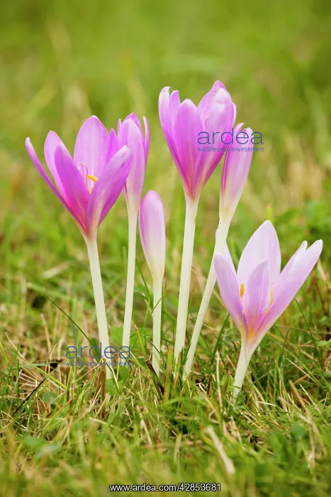 : Autumn Crocus / Meadow Saffron - in flower, september : Autumn Crocus / Meadow Saffron - in flower, september