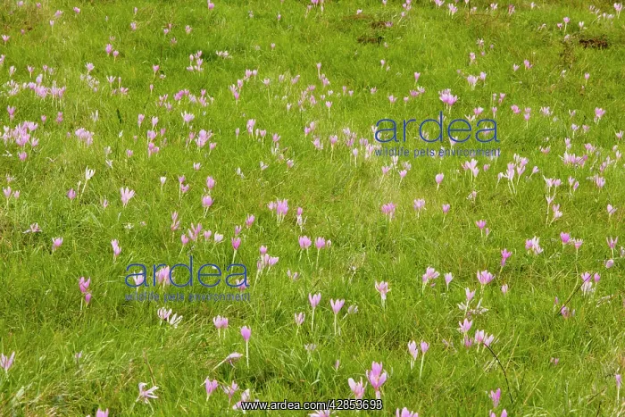 : Autumn Crocus / Meadow Saffron - in flower - September : Autumn Crocus / Meadow Saffron - in flower - September