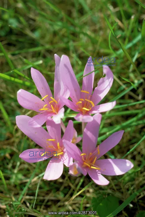 : Autumn Crocus / Meadow Saffron - has medicinal : Autumn Crocus / Meadow Saffron - has medicinal