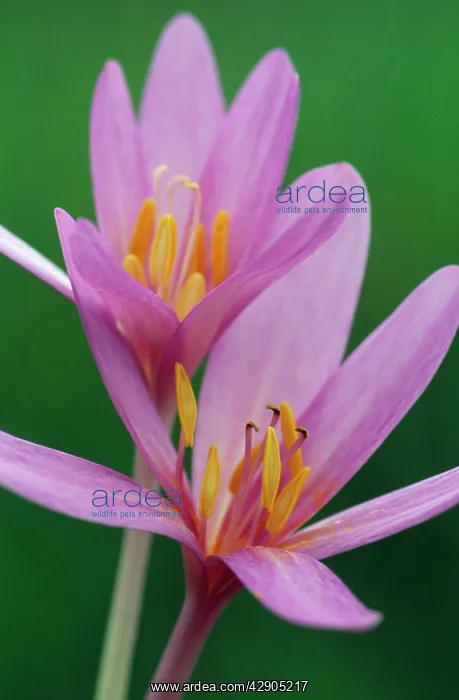 : Autumn Crocus  /  Meadow Saffron - has medicinal