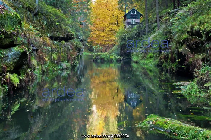 : Autumn in the Edmundsklamm gorge with the river : Autumn in the Edmundsklamm gorge with the river