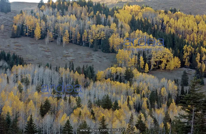 : Autumn (fall) in the Manti La Sal mountains : Autumn (fall) in the Manti La Sal mountains