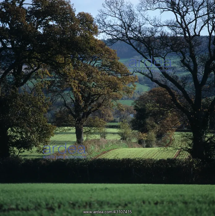  : Autumn farmland, Devon, UK