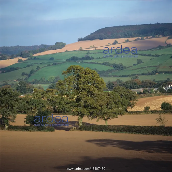 : Autumn farmland, Devon, UK : Autumn farmland, Devon, UK