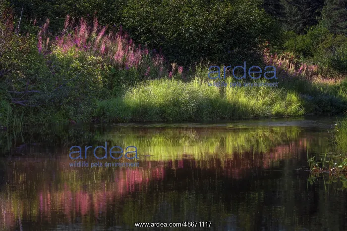 : Autumn fireweed flowers reflecting on calm lake, Lake Clark : Autumn fireweed flowers reflecting on calm lake, Lake Clark
