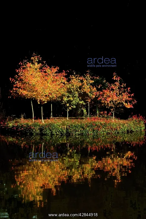 : Autumn - first tints of autumn colour on an island : Autumn - first tints of autumn colour on an island