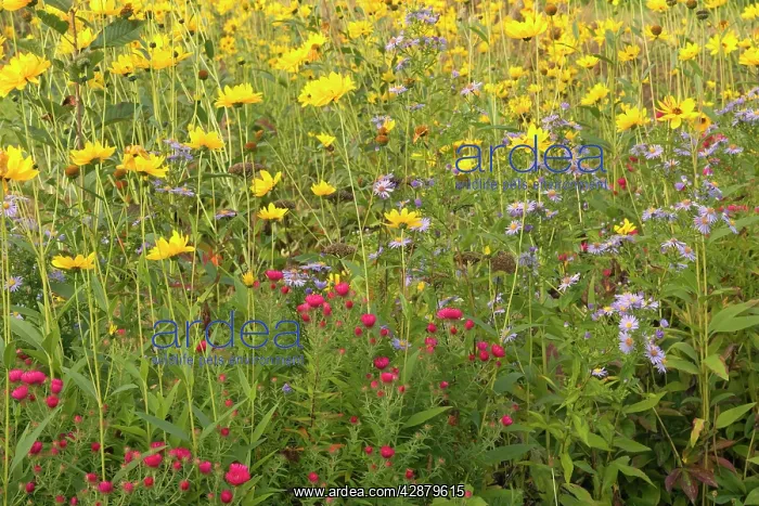 : autumn flower mix - colourful mix of yellow Moonbeam : autumn flower mix - colourful mix of yellow Moonbeam