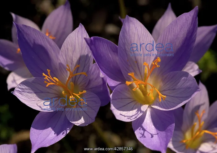 : An autumn-flowering crocus from Greece and southern : An autumn-flowering crocus from Greece and southern